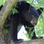 Oso se cuela en picnic familiar en Nuevo León y roba paquete de carne